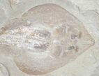 Guitar Ray (Rhinobatos) Fossil - Lebanon #9876-4